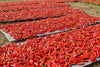 CalabrianChili Pepper