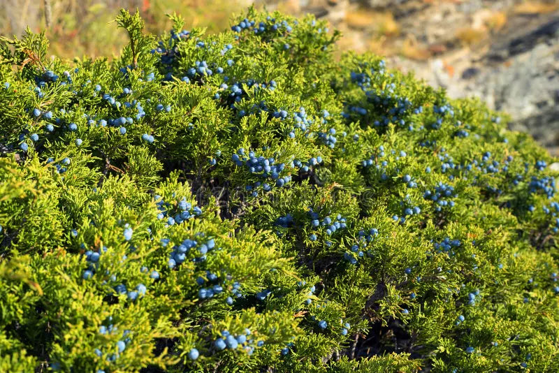 Italian Juniper