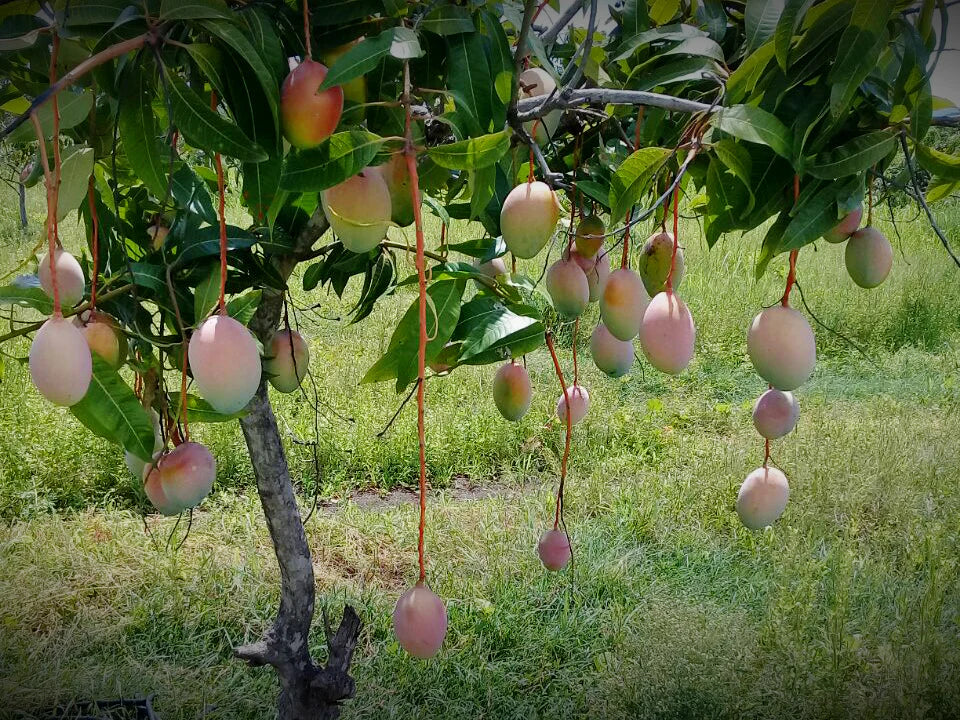MexicanMango